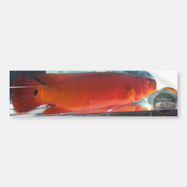 Red Pike Cichlid Bumper Sticker (Front)