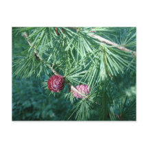 Red Pine Cones | Postcard