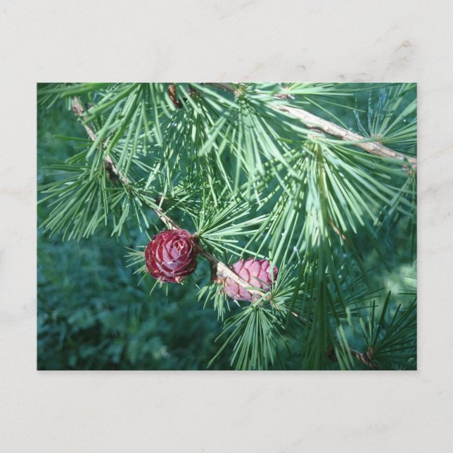 Red Pine Cones | Postcard (Front)