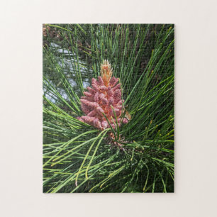 Red Pine Tree Pollen Cone (Pinus resinosa) Jigsaw Puzzle
