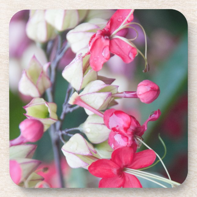 Red Pink and White Tropical Flowers Coaster (Front)