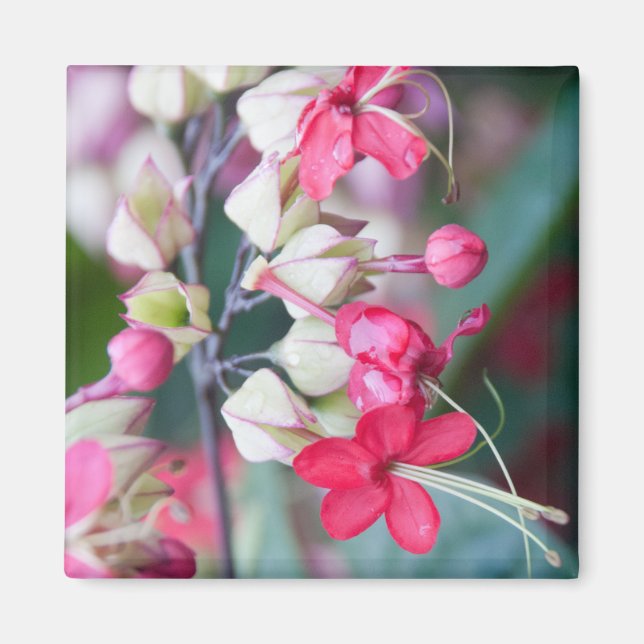 Red Pink and White Tropical Flowers Magnet (Front)