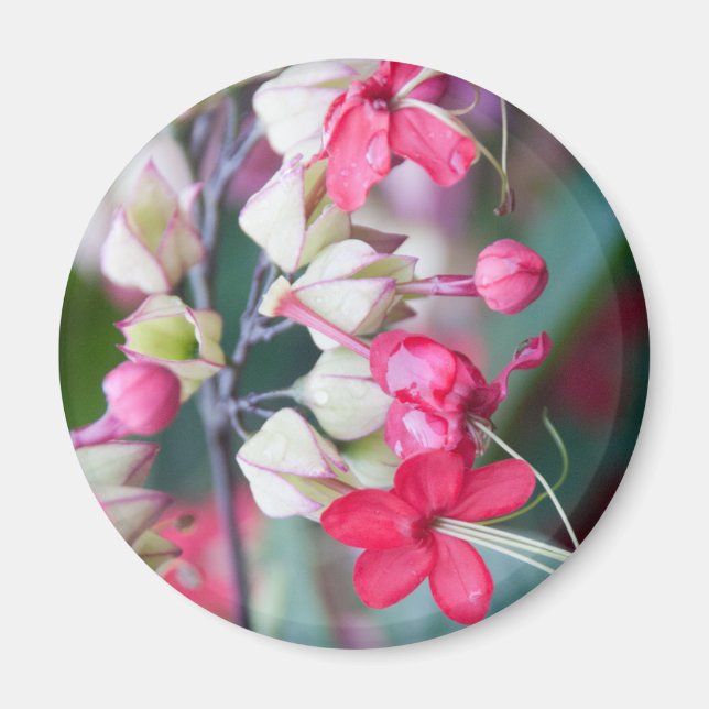 Red Pink and White Tropical Flowers Magnet (Front)