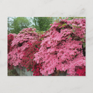 Red & Pink Azaleas Postcard