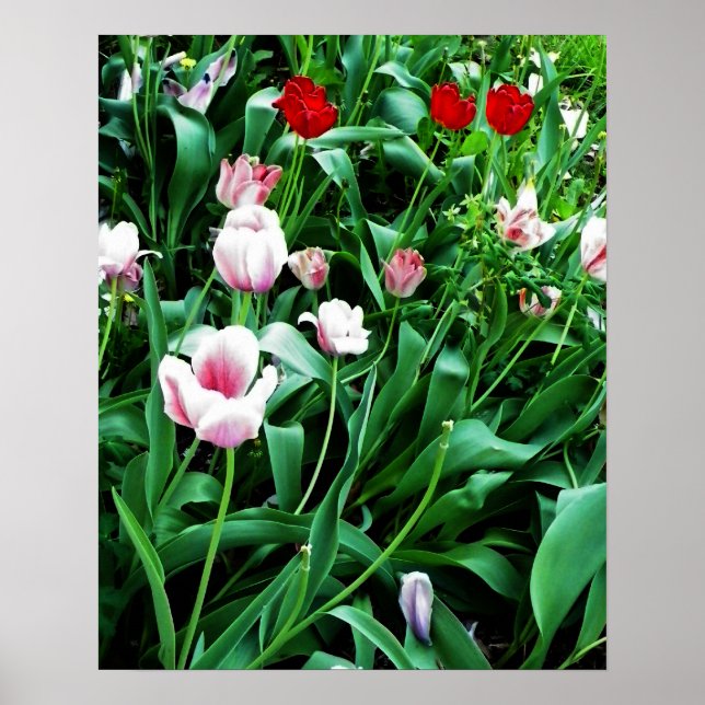 Red & Pink Tulips Picture Poster (Front)