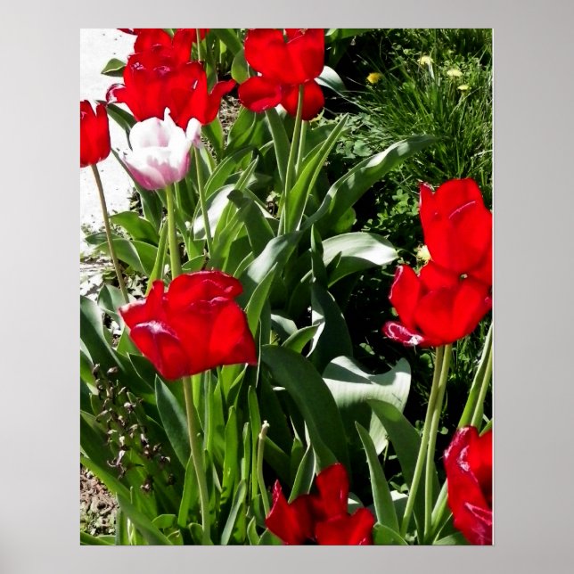 Red & Pink Tulips Picture Poster (Front)