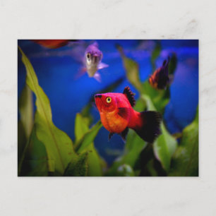 Red Platy Fish Postcard