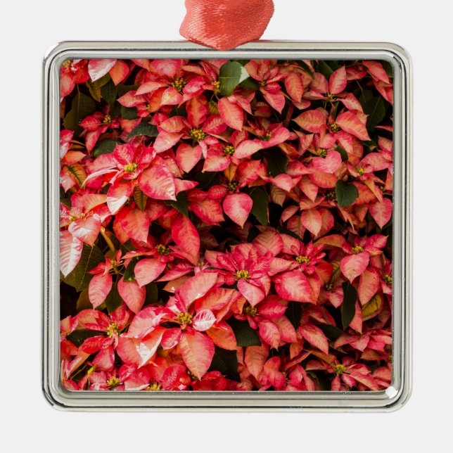 Red Poinsettia Christmas flower Metal Ornament (Front)