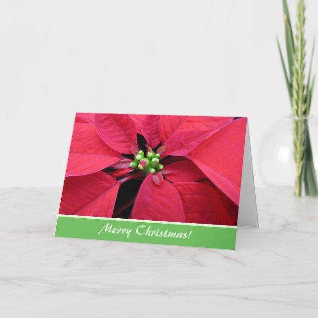 Red Poinsettia Christmas Greeting Card (Front)