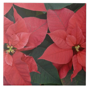 Red Poinsettia Detail (Euphorbia pulcherrima) Tile