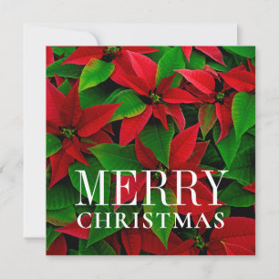 Red Poinsettia Flowers Holiday Card