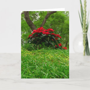 Red Poinsettia Holiday Card