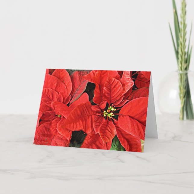Red Poinsettias Christmas Holiday Card (Front)