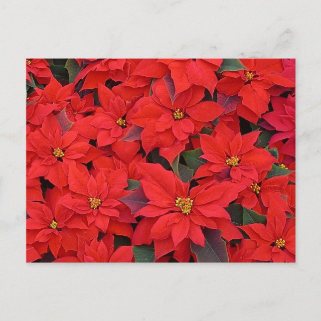 Red Poinsettias I Christmas Holiday Floral Photo (Front)