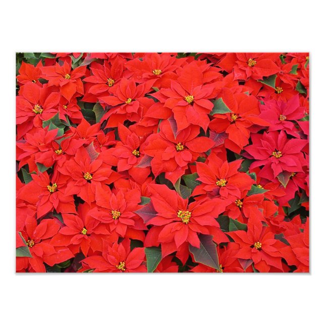 Red Poinsettias I Christmas Holiday Floral Photo (Front)