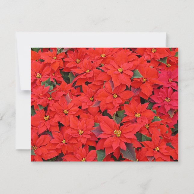Red Poinsettias I Christmas Holiday Floral Photo Card (Front)