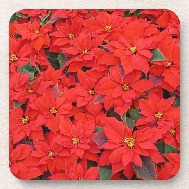 Red Poinsettias I Christmas Holiday Floral Photo Coaster (Front)