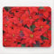 Red Poinsettias I Christmas Holiday Floral Photo