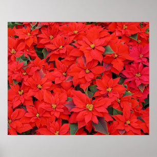 Red Poinsettias I Christmas Holiday Floral Photo Poster