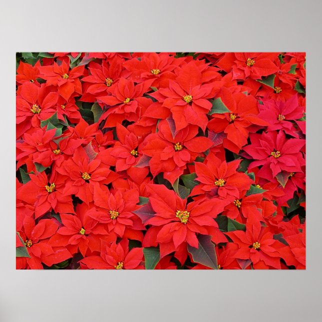 Red Poinsettias I Christmas Holiday Floral Photo Poster (Front)