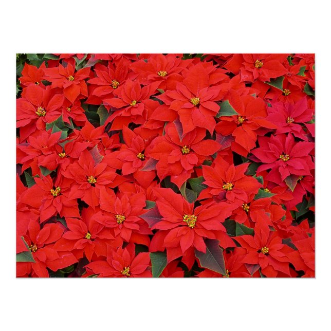 Red Poinsettias I Christmas Holiday Floral Photo Poster (Front)