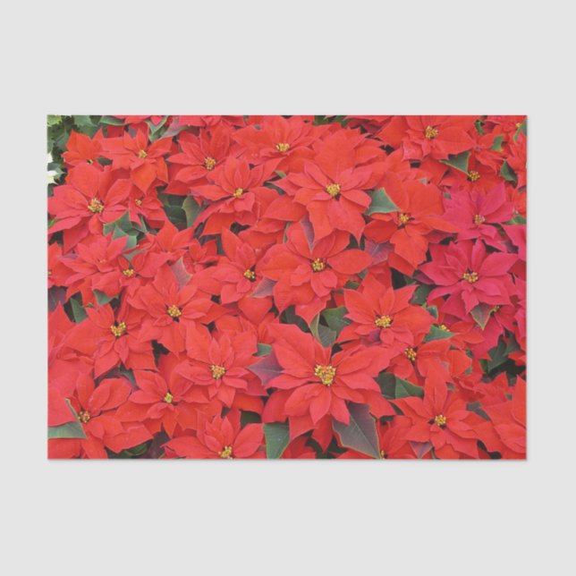 Red Poinsettias I Christmas Holiday Floral Photo Tissue Paper (Front)