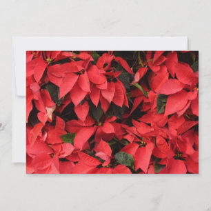 Red Poinsettias II Christmas Holiday Floral Card