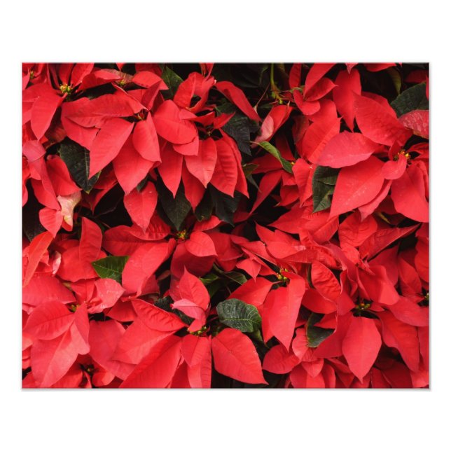 Red Poinsettias II Christmas Holiday Floral Photo Print (Front)