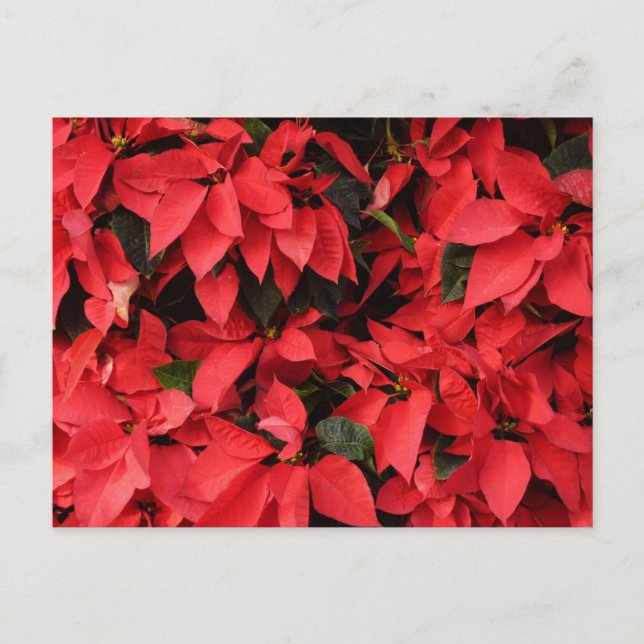 Red Poinsettias II Christmas Holiday Floral Postcard (Front)