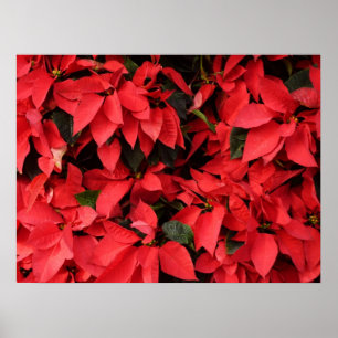 Red Poinsettias II Christmas Holiday Floral Poster