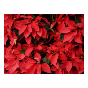 Red Poinsettias II Christmas Holiday Floral Poster