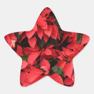 Red Poinsettias II Christmas Holiday Floral Star Sticker