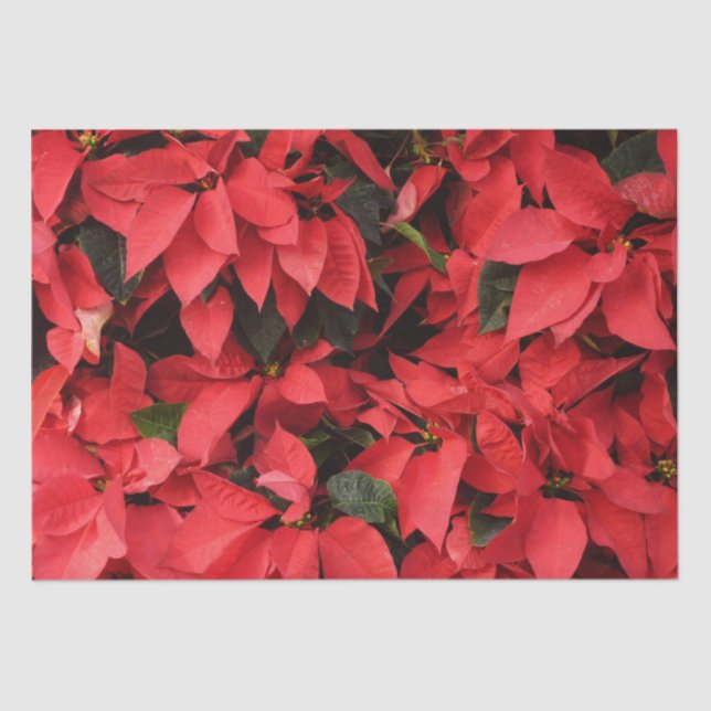 Red Poinsettias II Christmas Holiday Floral Tissue Paper (Front)
