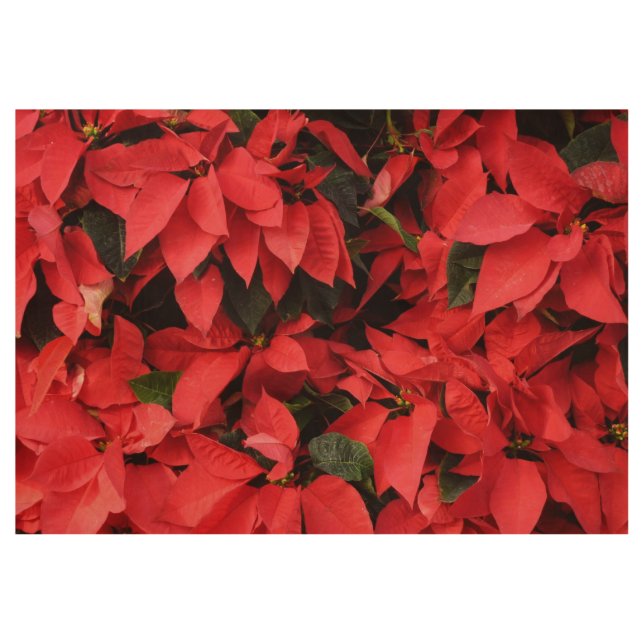 Red Poinsettias II Christmas Holiday Floral Wood Poster (Front)