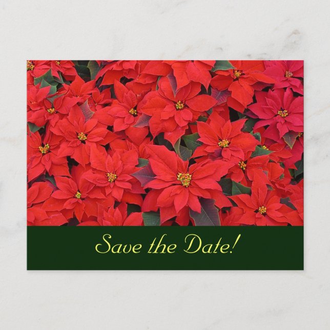 Red Poinsettias Save the Date Postcard (Front)