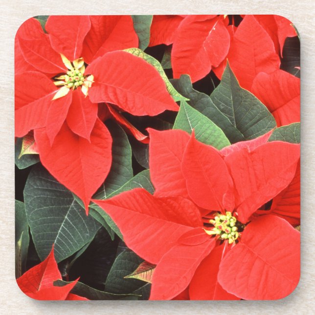 Red Poinsettias Set of Cork Coasters (Front)