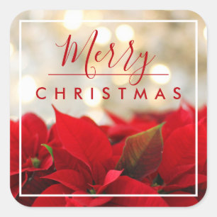 Red Poinsettias with Golden Bokeh Christmas Square Sticker