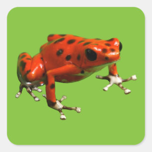 Red Poison Dart Frog Square Sticker