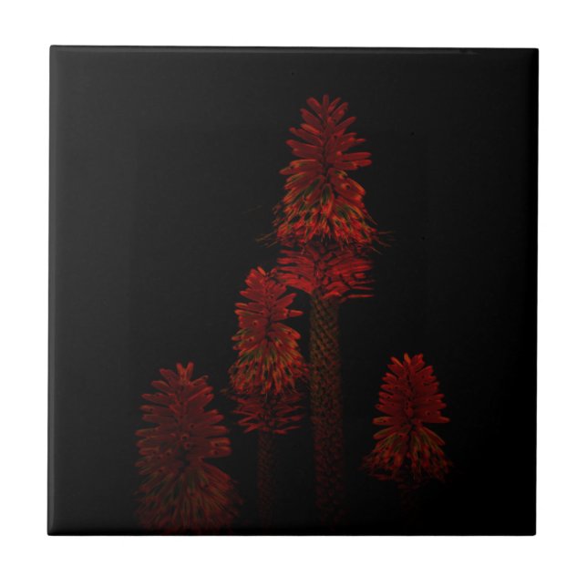 Red Poker Plants In Flower On Black, Ceramic Tile (Front)