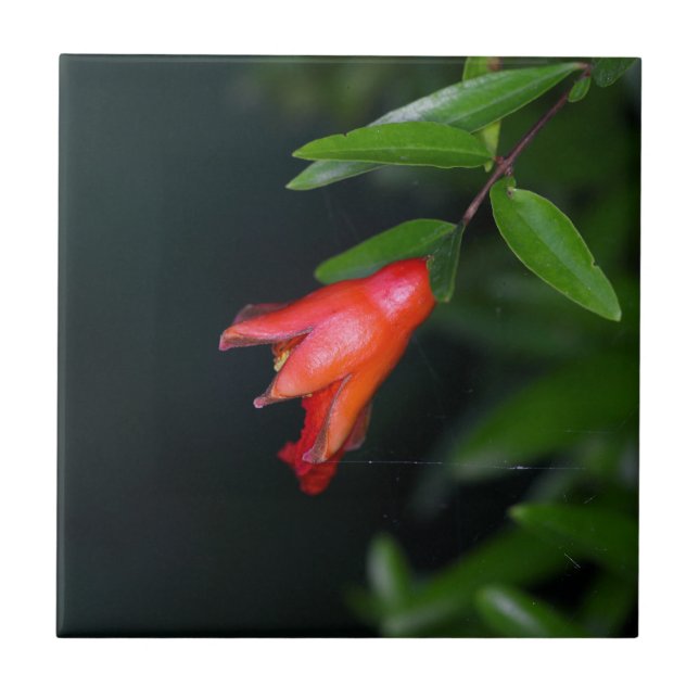 Red pomegranate flower (Punica granatum) on a tree Ceramic Tile (Front)