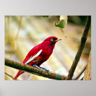 Red Pompadour Cotinga bird Poster