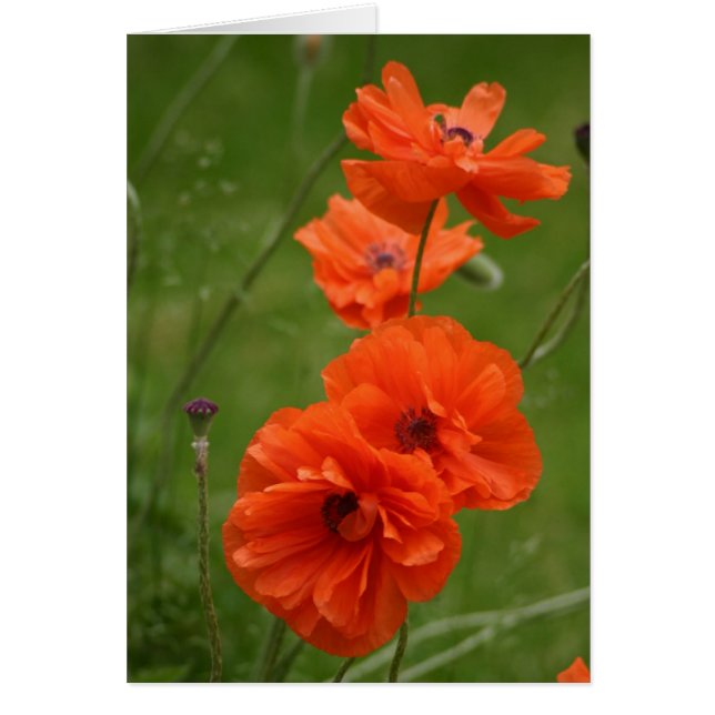 Red Poppies (Front)