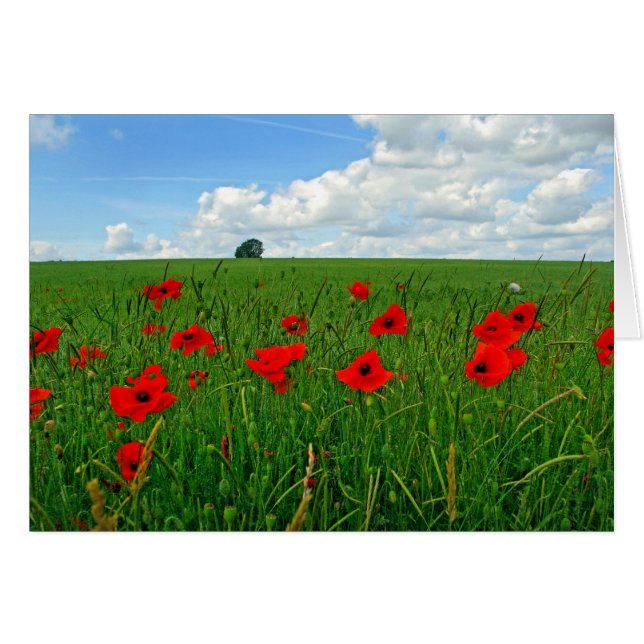 Red Poppies (Front Horizontal)