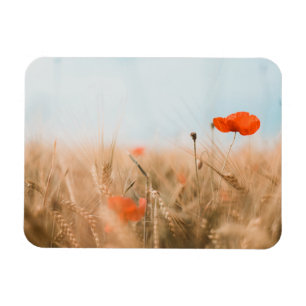 Red Poppies and Gold Barley Magnet