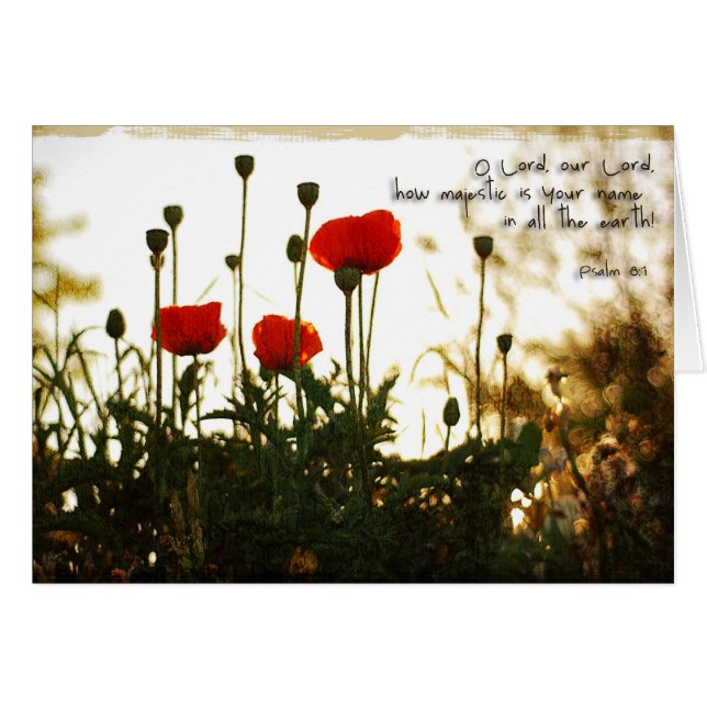 Red Poppies at Sunset (Front Horizontal)