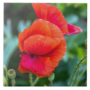 Red poppies ceramic photo tile
