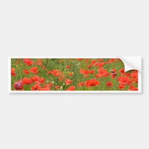 Red Poppies in the field Bumper Sticker