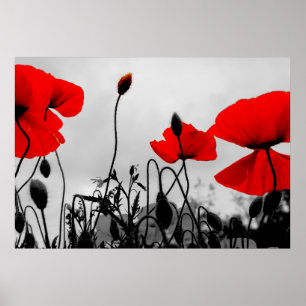 Red Poppies in the Field Poster Print
