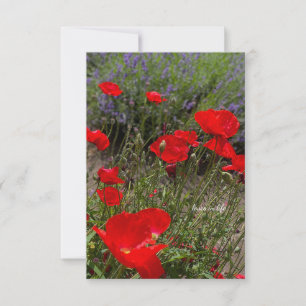 Red Poppies, Lavender Garden Card