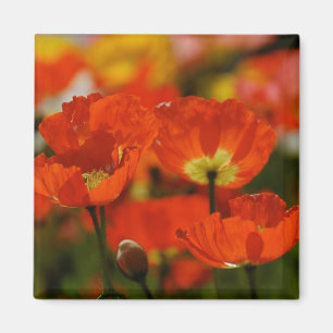 Red Poppies Magnet